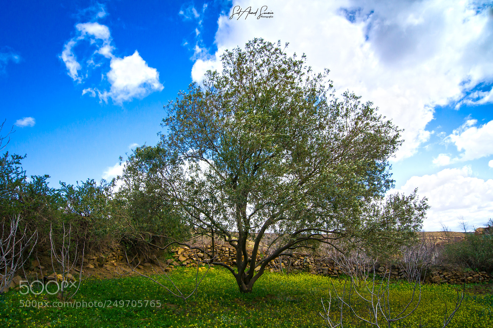 Sony Alpha DSLR-A450 sample photo. Tree photography