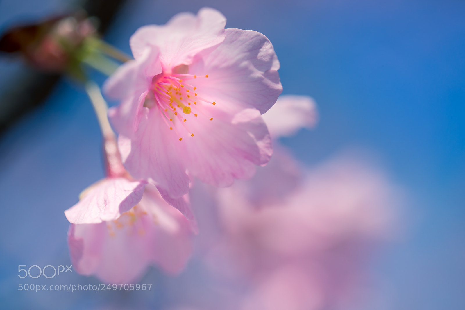 Canon EOS 5D Mark IV sample photo. Cherry blossoms photography