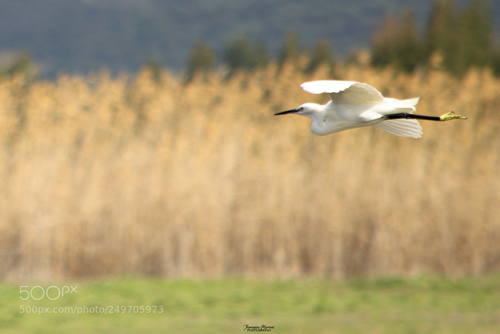 Nikon D5300 sample photo. Egretta garzetta in volo photography