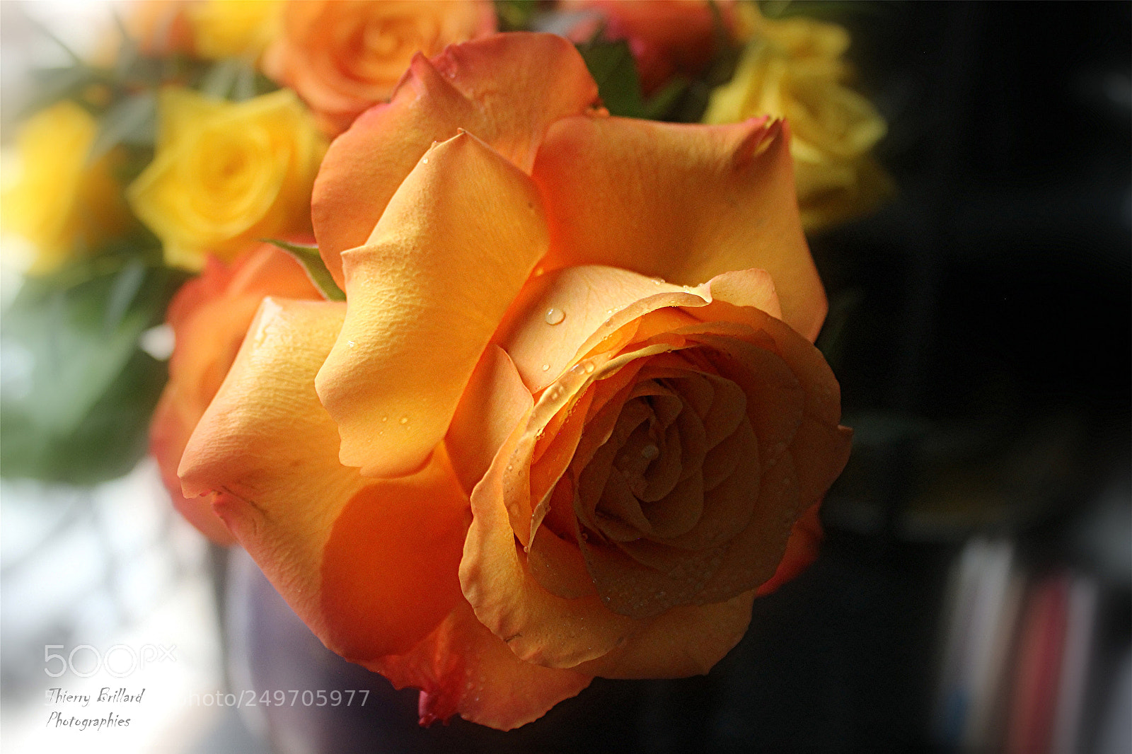 Canon EOS 600D (Rebel EOS T3i / EOS Kiss X5) sample photo. Splendeur orange photography