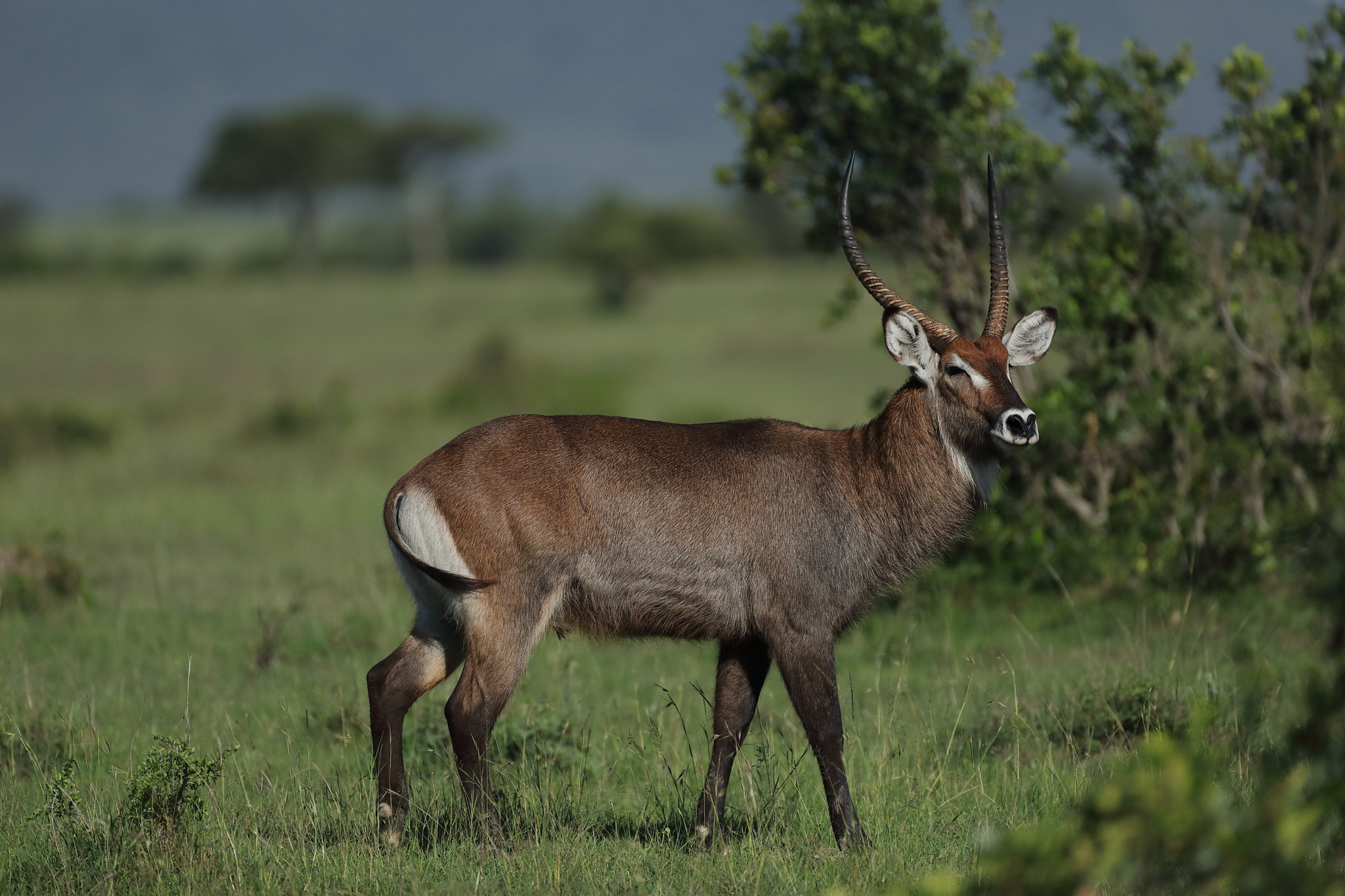 Canon EF 500mm F4L IS USM sample photo. Waterbuck # 3 photography