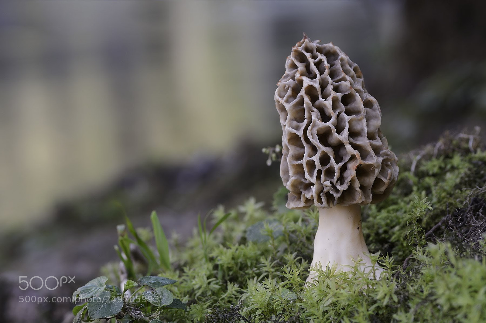 Nikon D3200 sample photo. Morchella esculenta photography