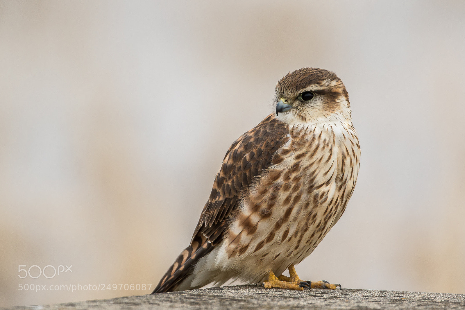 Canon EOS 7D Mark II sample photo. Stand still (merlin) photography