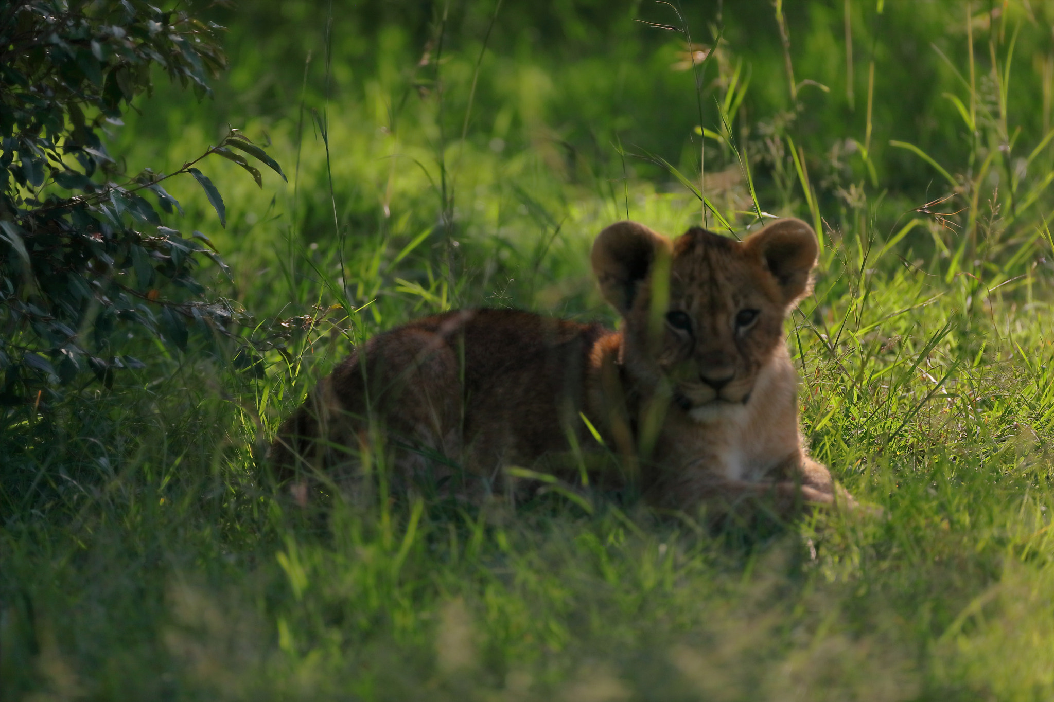 Canon EF 500mm F4L IS USM sample photo. Cub lion photography