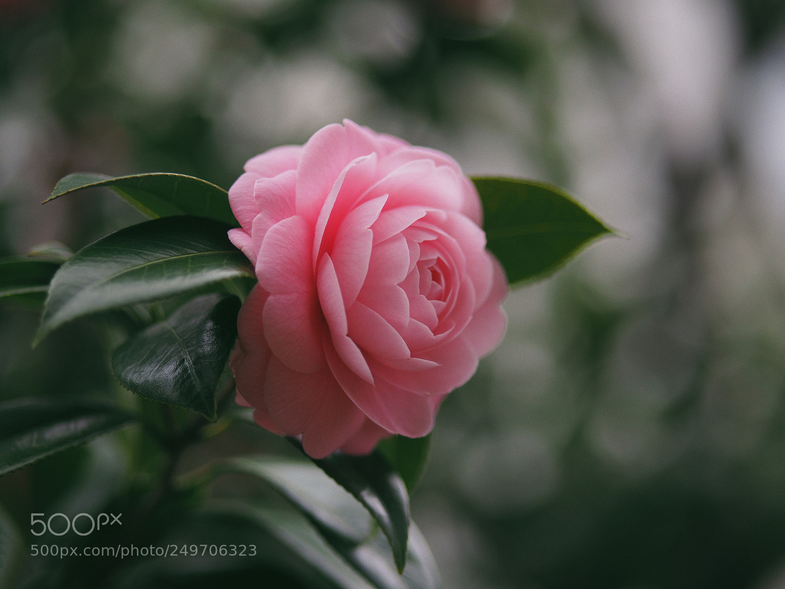 Olympus OM-D E-M10 II sample photo. A maiden in pink photography