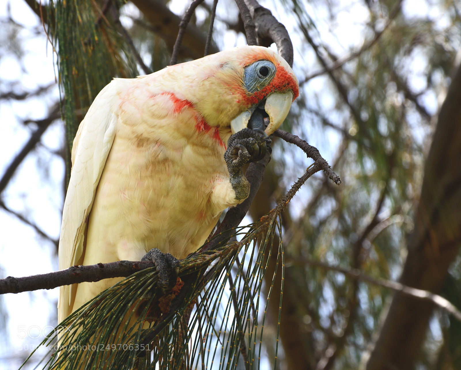Nikon D7000 sample photo. Long-billed corella photography