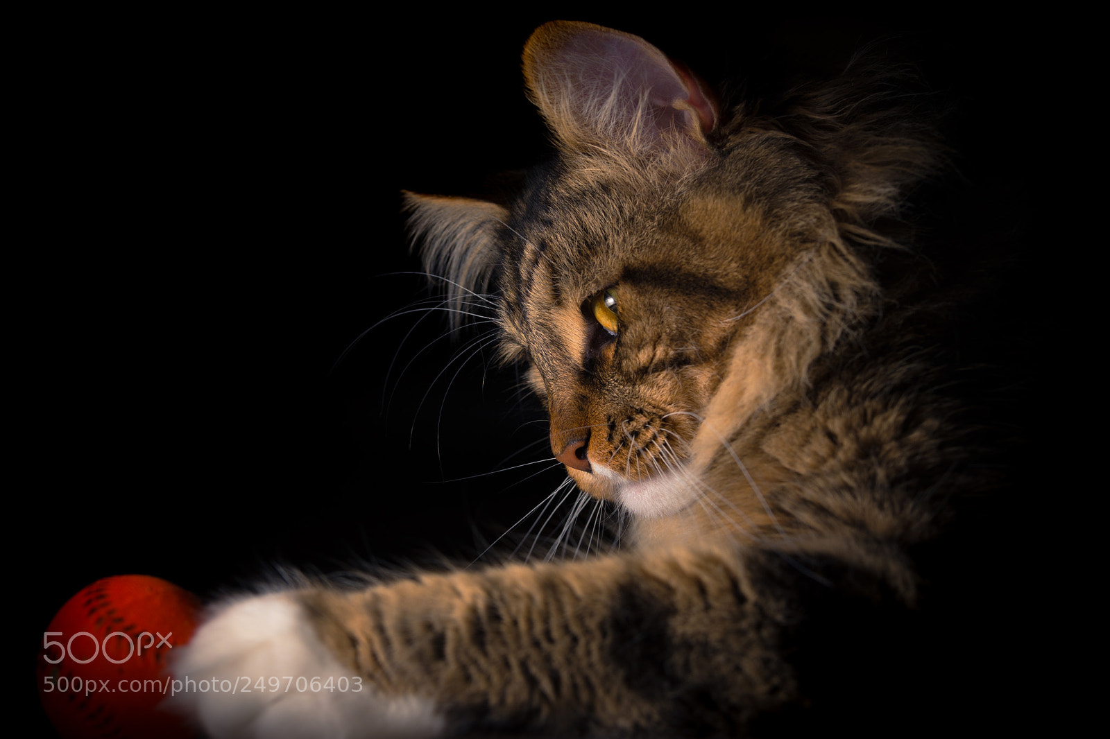 Nikon D7200 sample photo. Cat ch me if photography