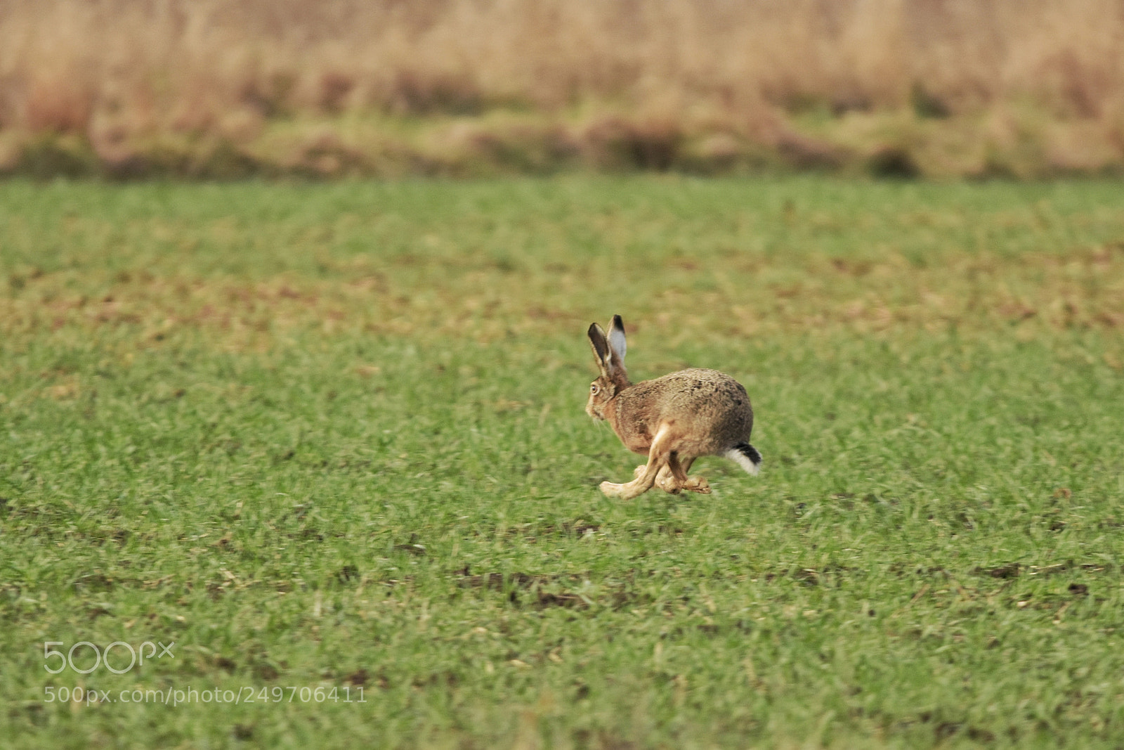 Nikon D7200 sample photo. 'run!' photography