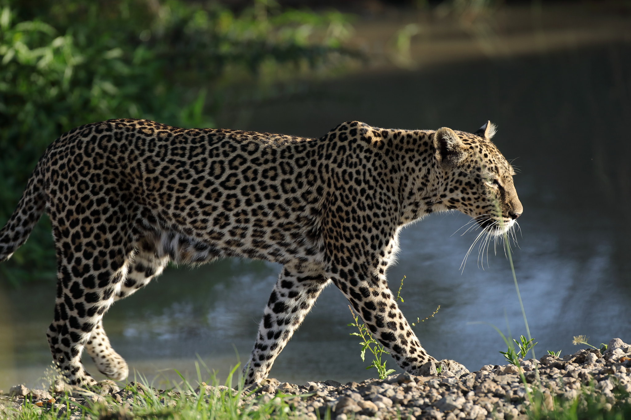 Canon EOS 5D Mark IV + Canon EF 500mm F4L IS USM sample photo. Leopard and water photography