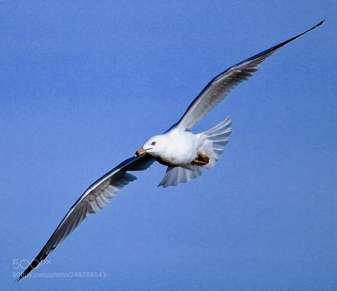 Canon EOS 50D sample photo. Seagull photography