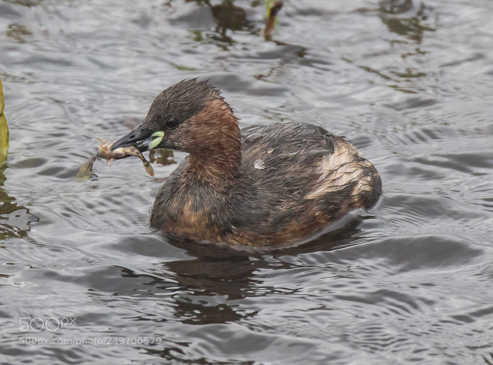 Canon EOS 7D Mark II sample photo. Little grebe photography