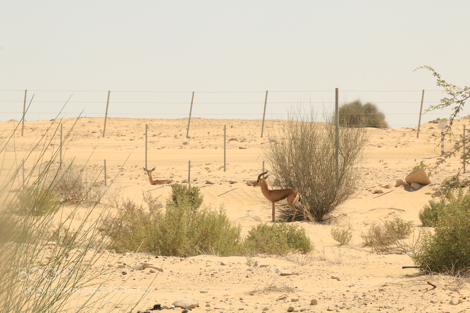 Canon EOS 70D sample photo. Img photography