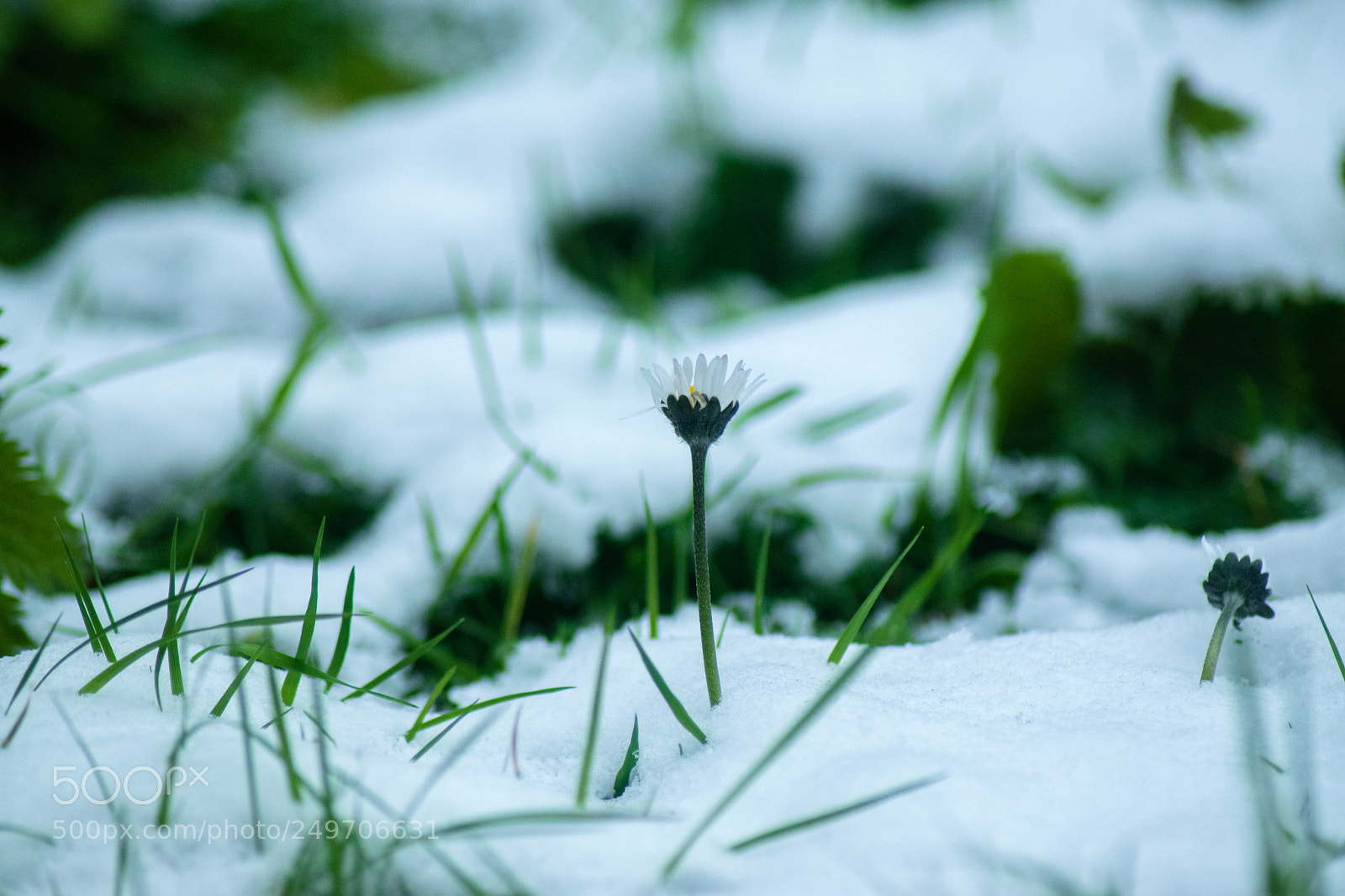 Nikon D3300 sample photo. Life finds a way photography