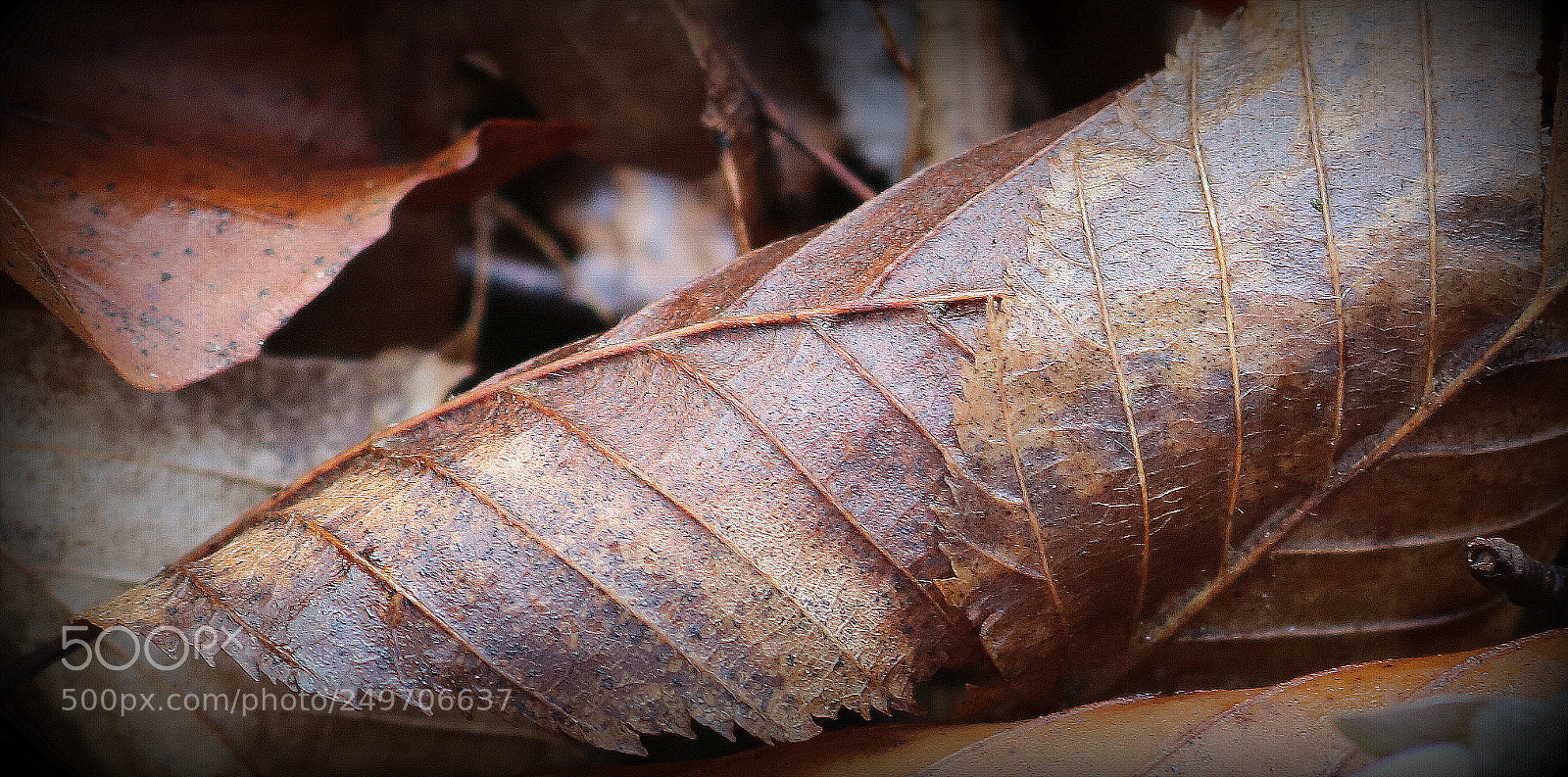 Canon EOS 750D (EOS Rebel T6i / EOS Kiss X8i) sample photo. "herbstblatt im winter" photography