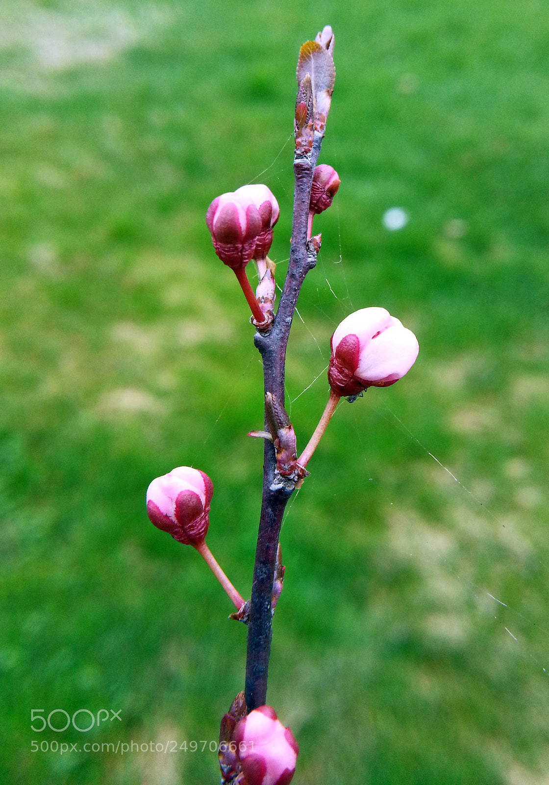 Samsung Galaxy Note2 sample photo. Spring photography