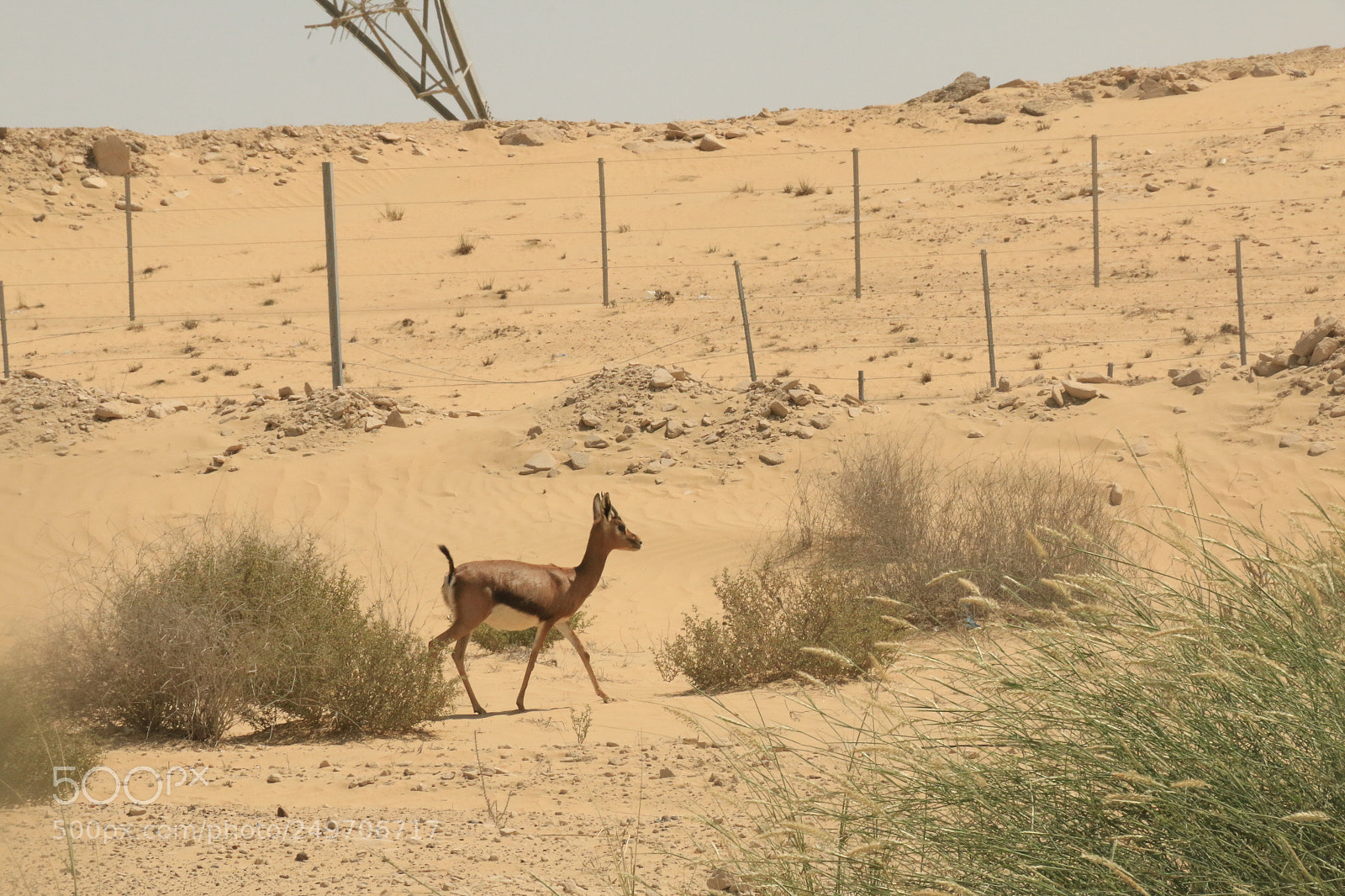 Canon EOS 70D sample photo. Img photography