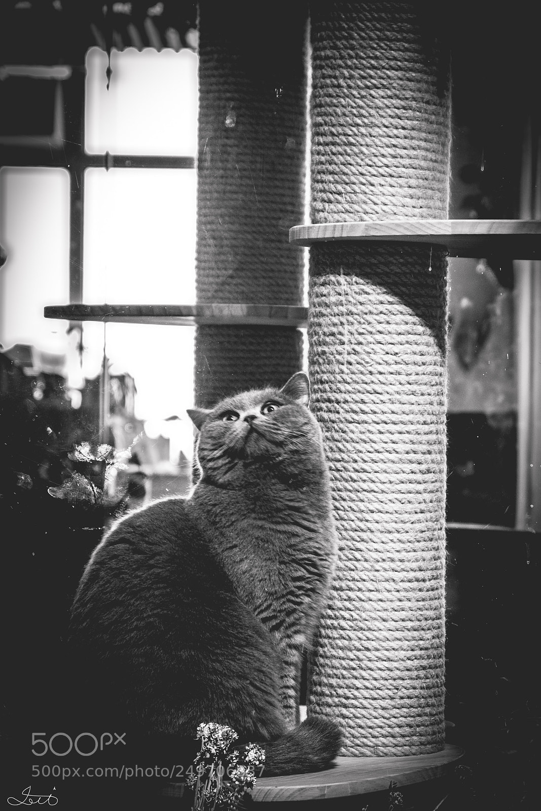 Fujifilm X-T20 sample photo. A cat with a photography