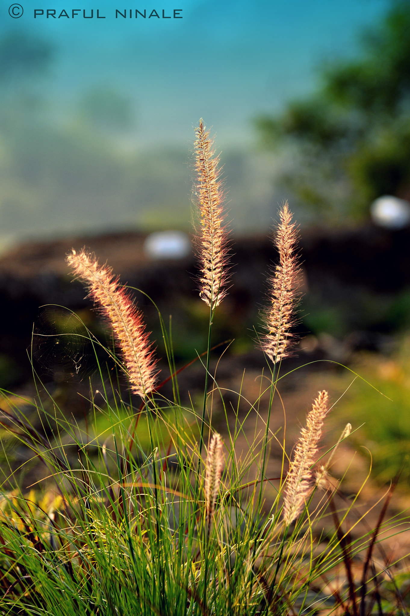 Nikon D3200 sample photo. Golden petals photography
