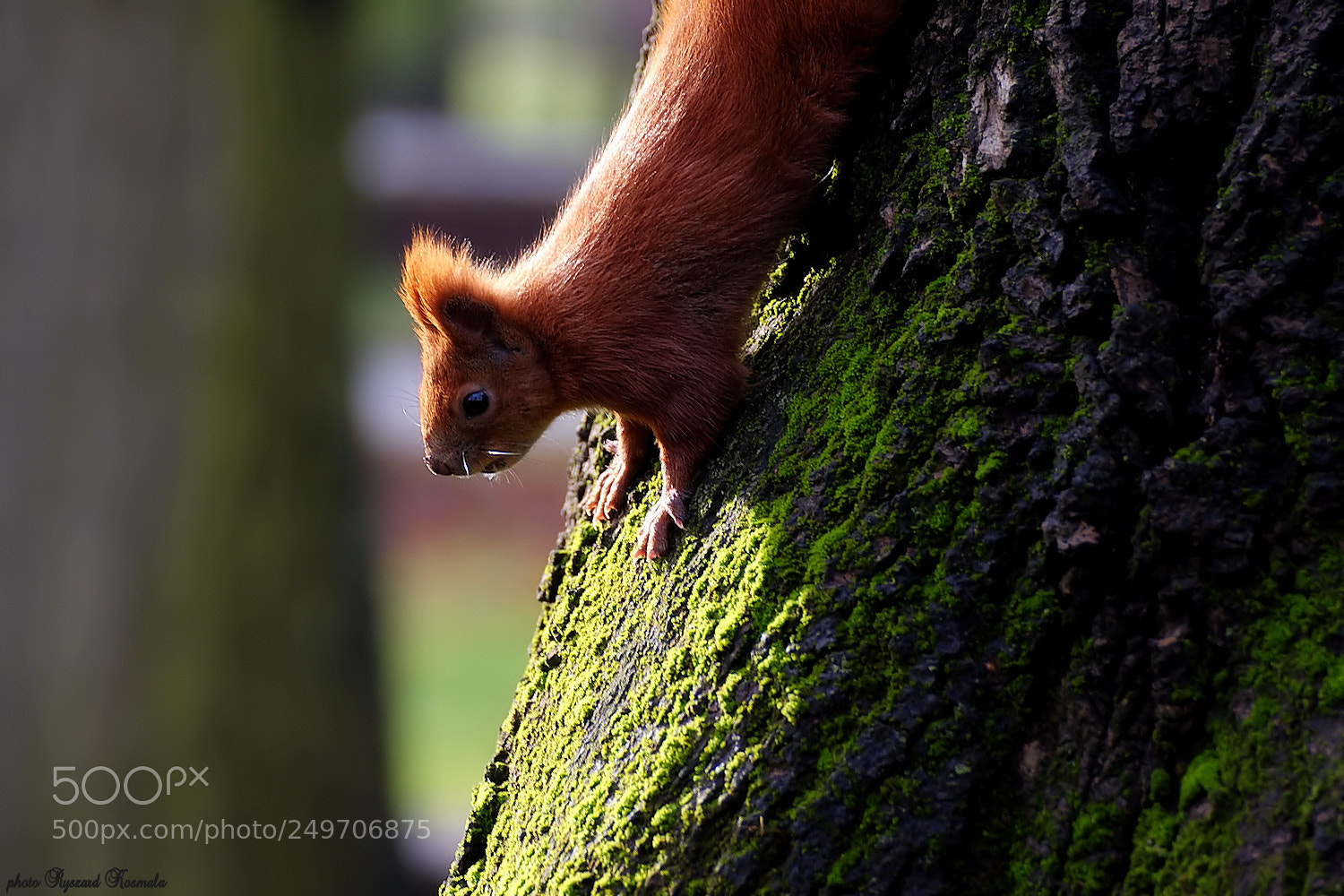 Sony Alpha DSLR-A300 sample photo. Red squirrel photography