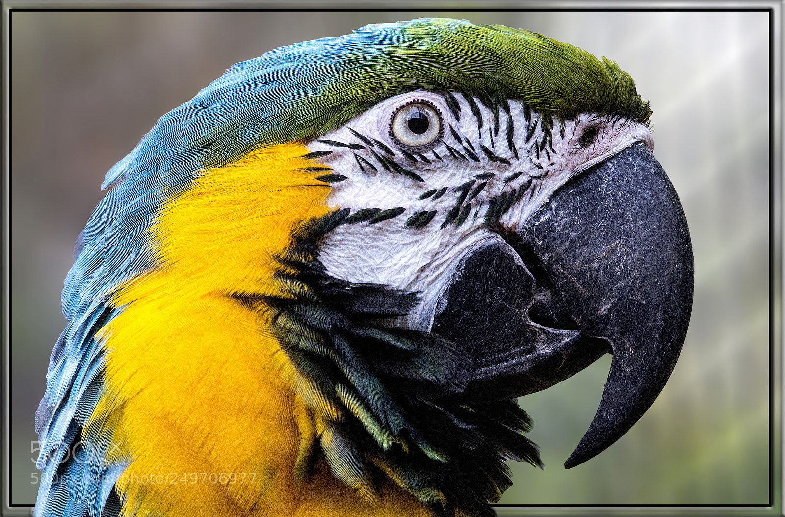 Nikon D600 sample photo. Perroquet photography