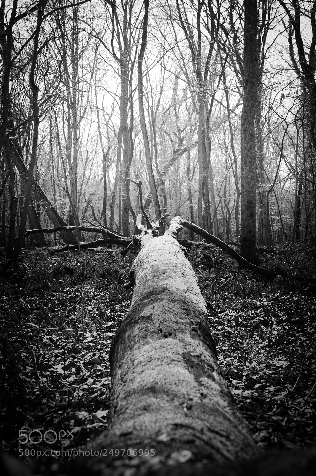 Canon EOS 1300D (EOS Rebel T6 / EOS Kiss X80) sample photo. Fallen tree photography