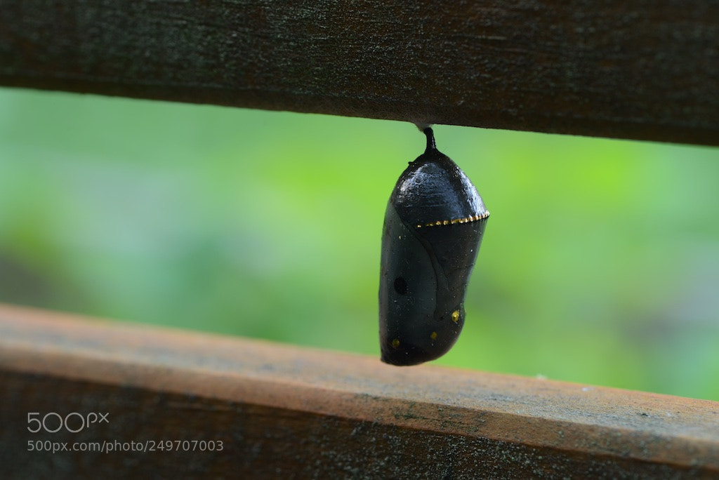 Nikon D600 sample photo. Chrysalis photography