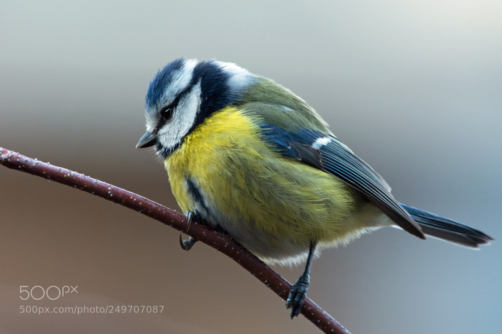 Nikon D7100 sample photo. Garden friends photography