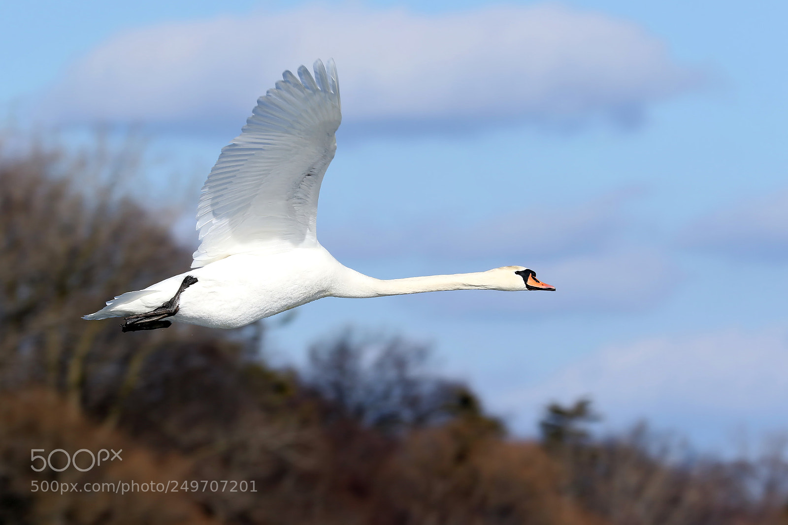 Canon EOS 7D Mark II sample photo. Mute swan photography