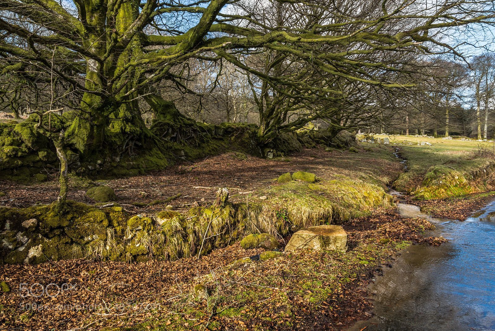 Nikon D610 sample photo. Wet underfoot along the photography