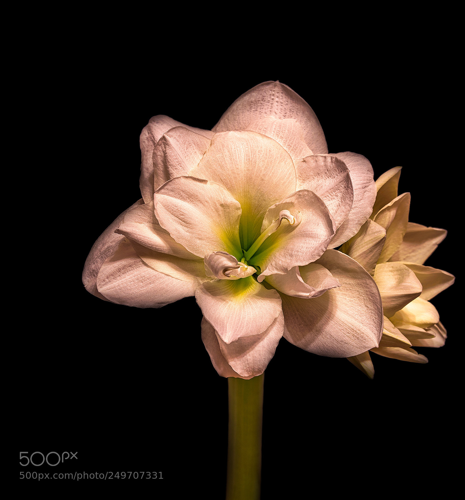 Nikon D800 sample photo. Hippeastrum alfresco photography