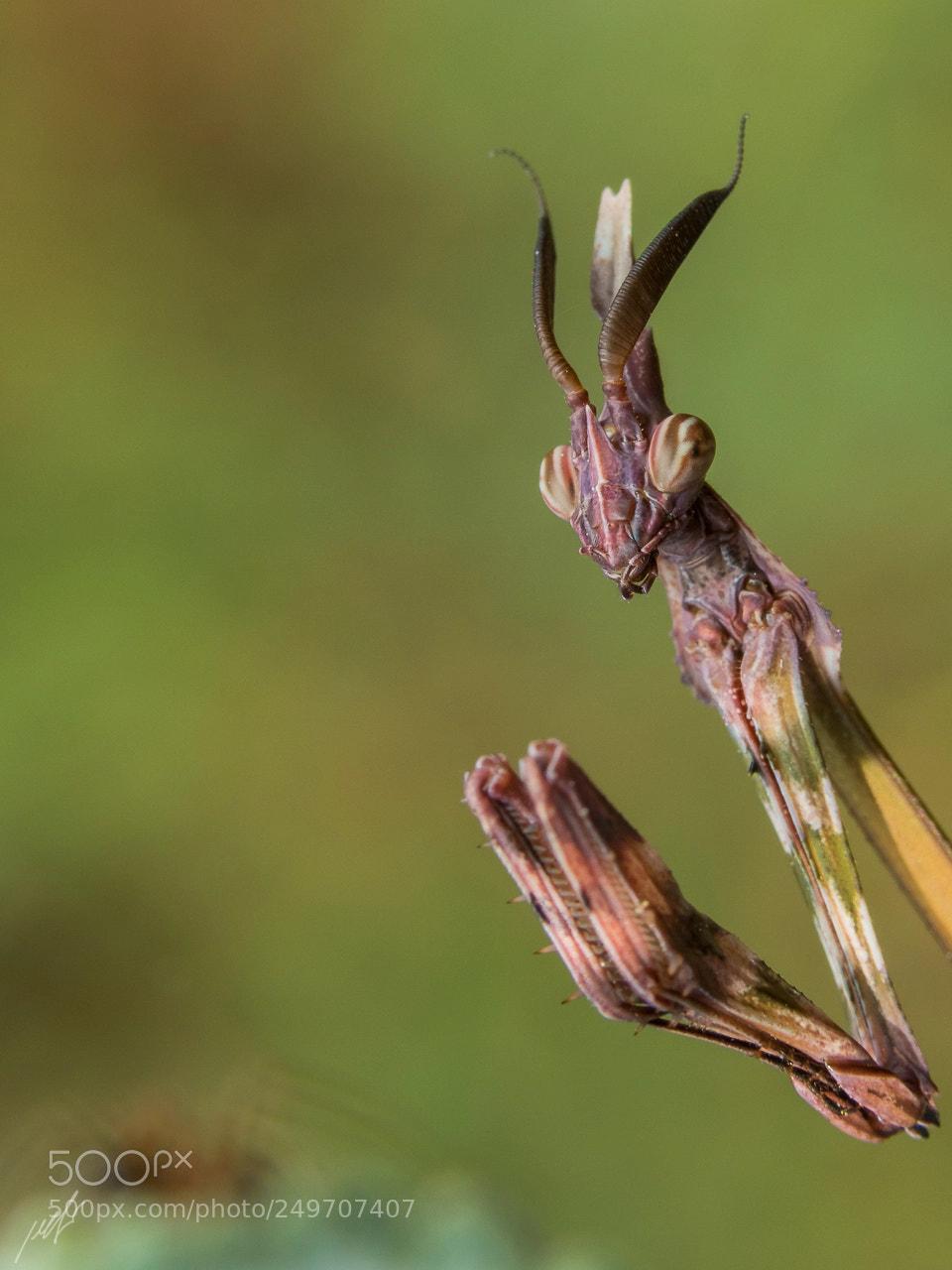 Canon EOS 7D Mark II sample photo. Empusa fasciata photography