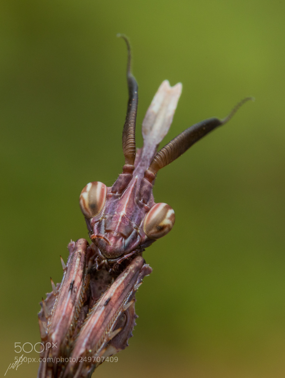 Canon EOS 7D Mark II sample photo. Empusa fasciata photography