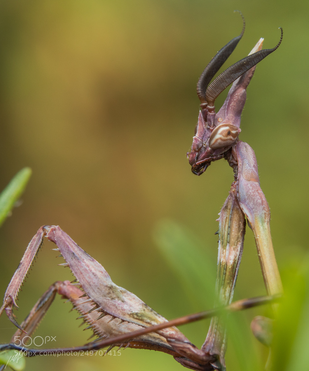 Canon EOS 7D Mark II sample photo. Empusa fasciata photography