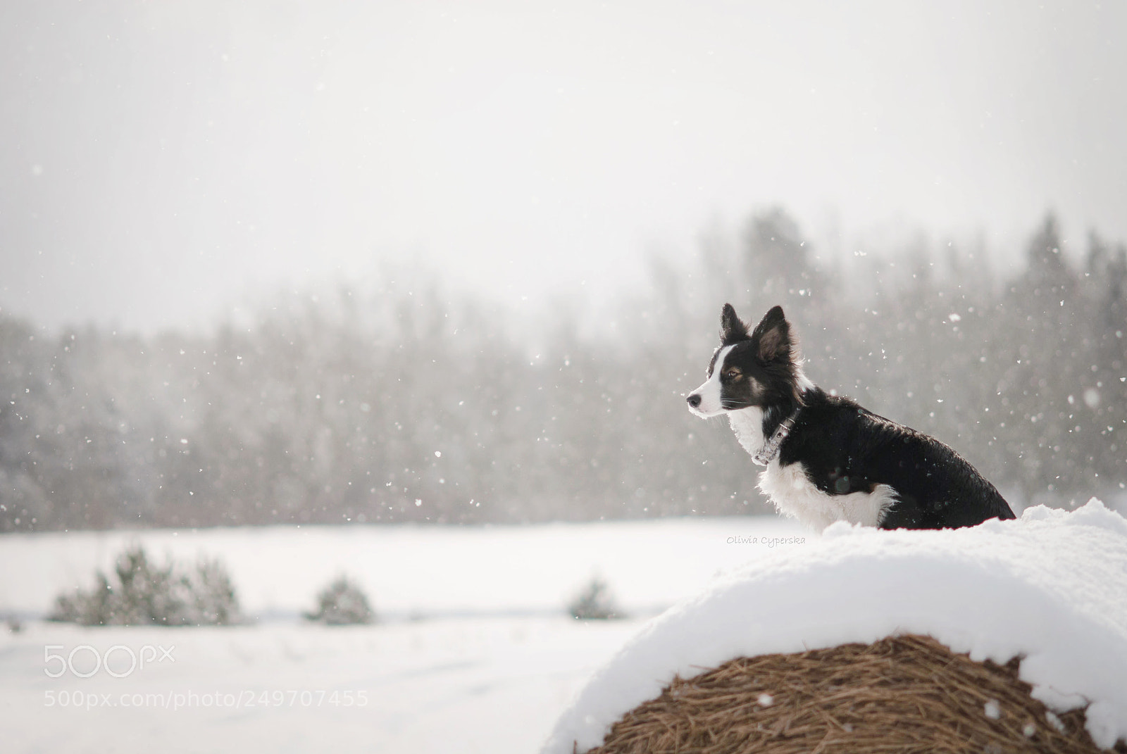 Nikon D200 sample photo. Dog photography