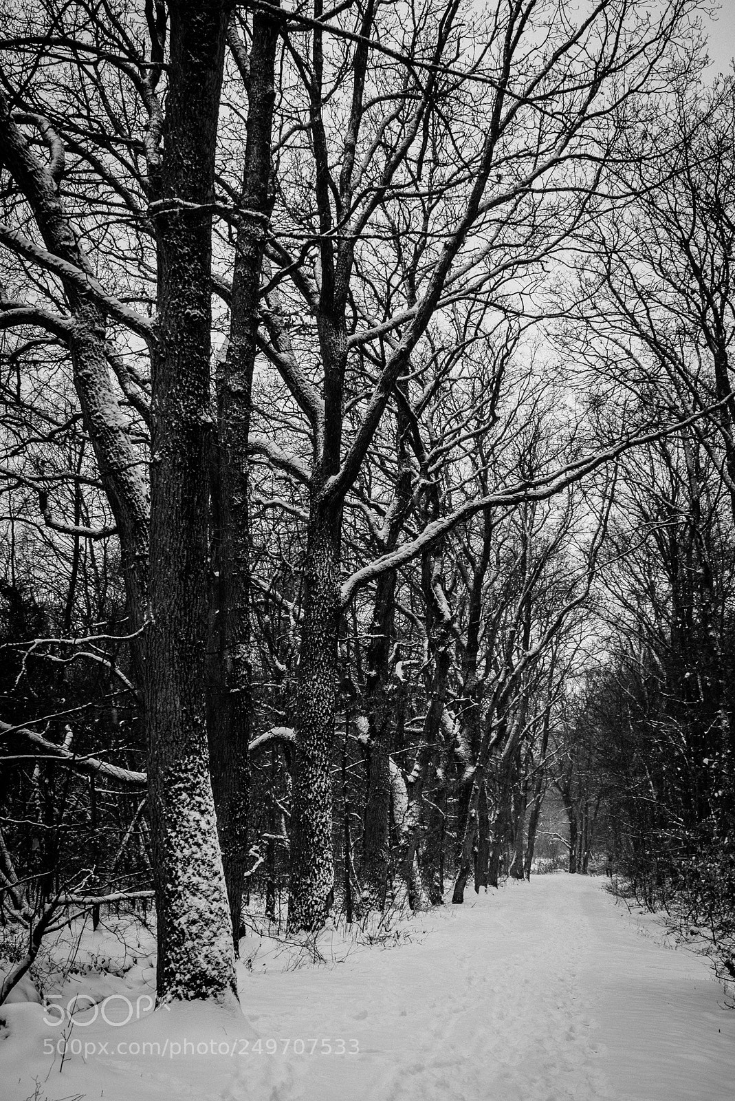 Sony a7S sample photo. Two days before spring photography