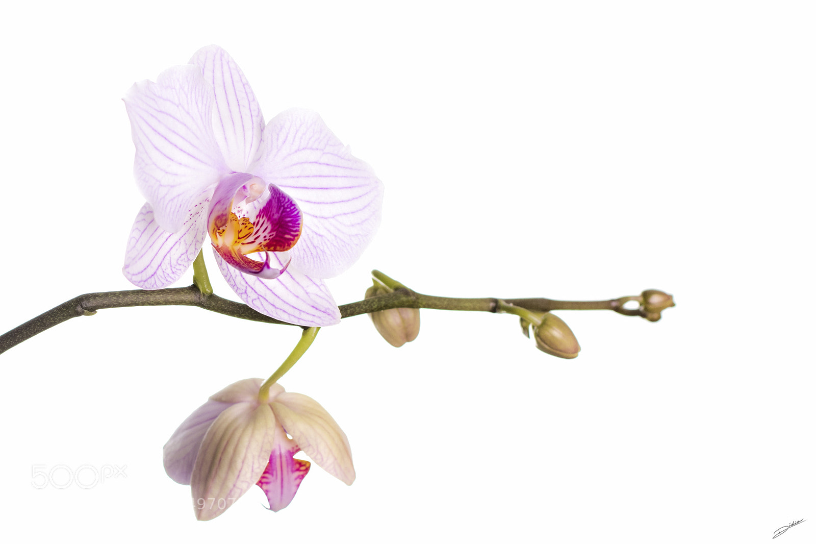 Nikon D5500 sample photo. *** orchidée *** photography