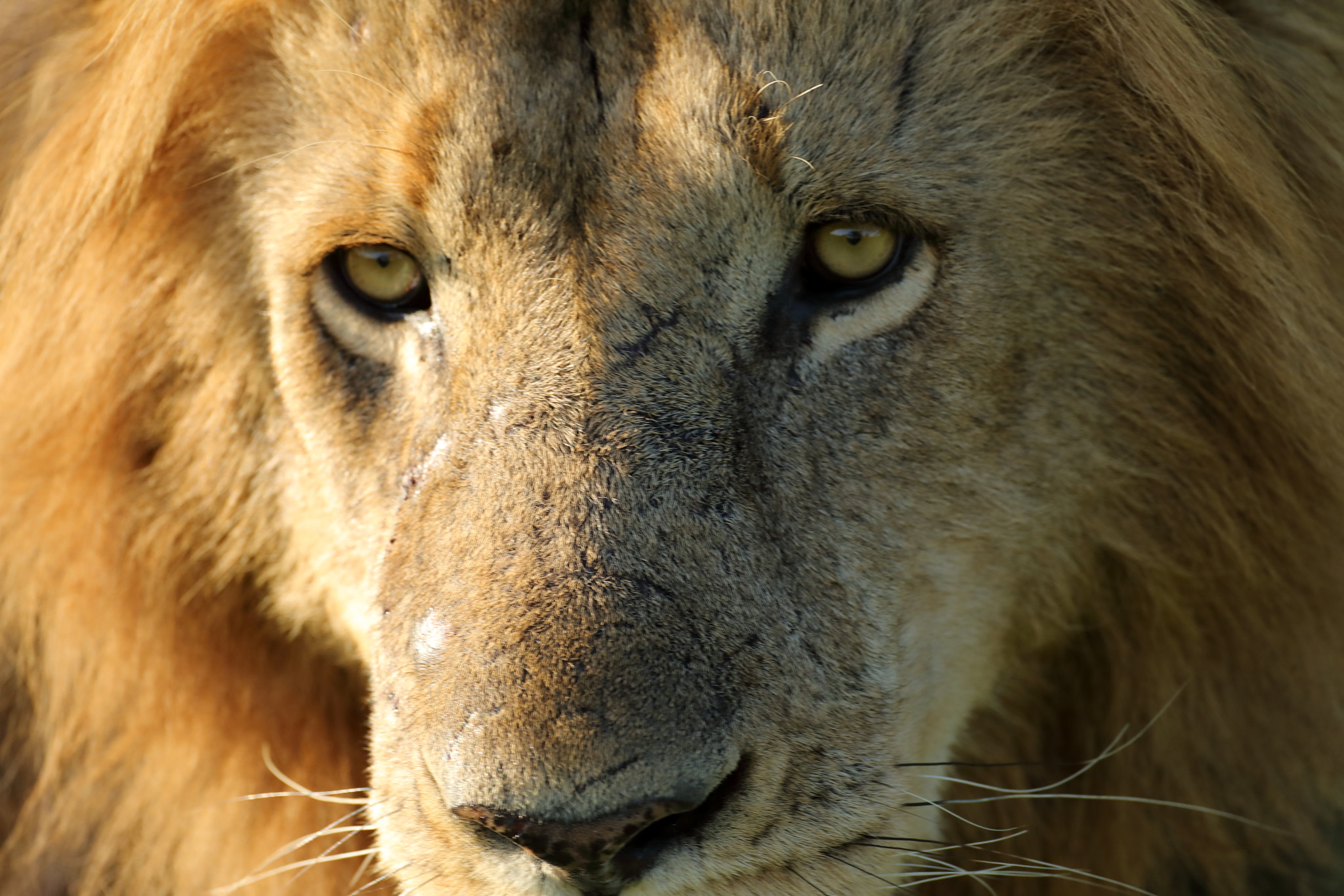 Canon EOS 5D Mark IV + Canon EF 500mm F4L IS USM sample photo. Lion's close portrait # 2 photography