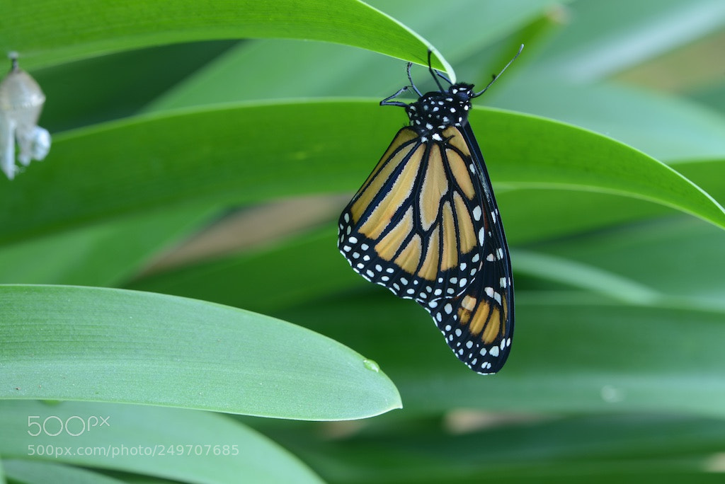 Nikon D600 sample photo. Newly liberated monarch butterfly photography
