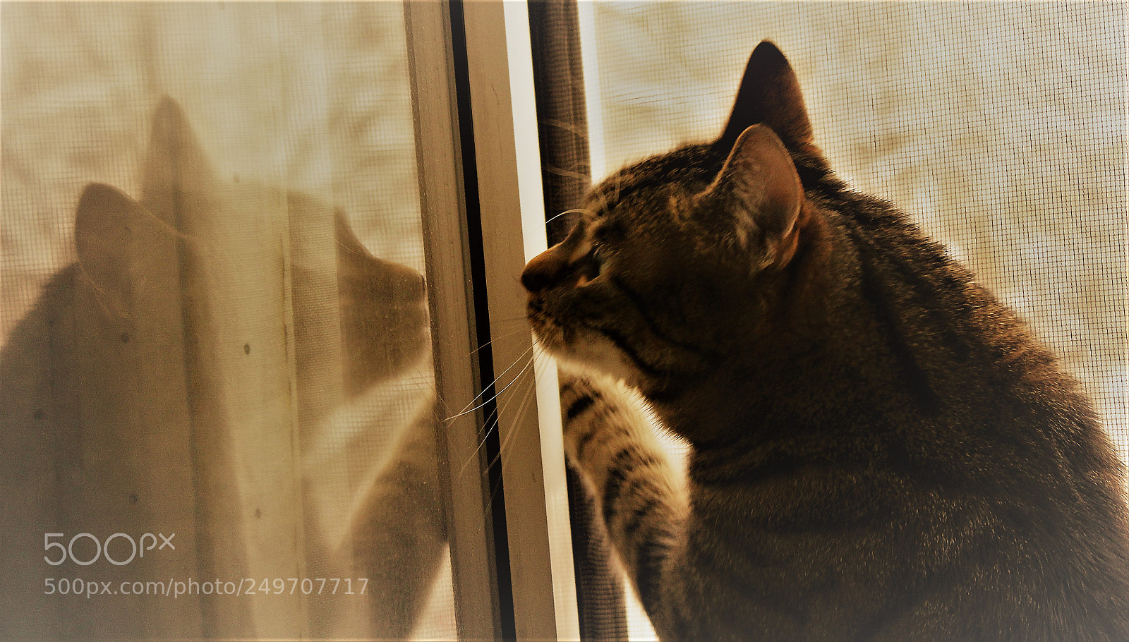 Canon EOS 1300D (EOS Rebel T6 / EOS Kiss X80) sample photo. Who are you? photography