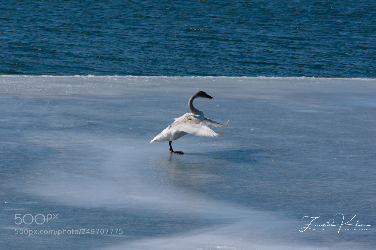 Nikon D3400 sample photo. Trumpeter swan  photography
