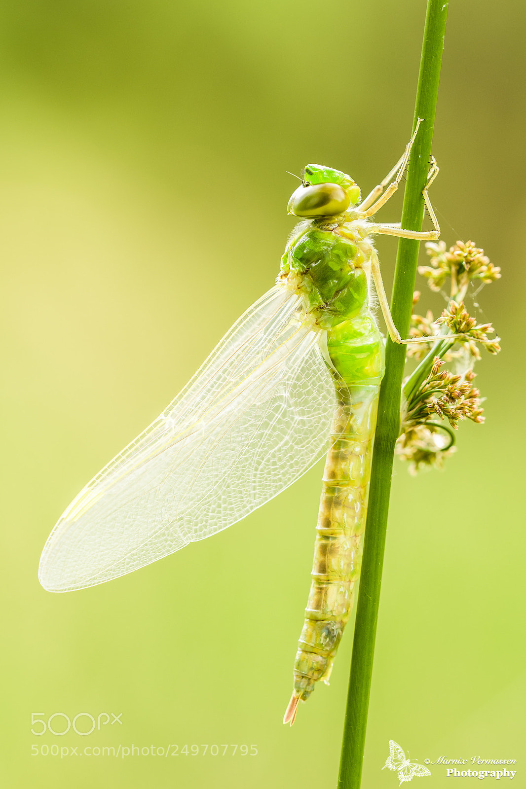 Nikon D500 sample photo. Fresh imperor dragonfly in photography