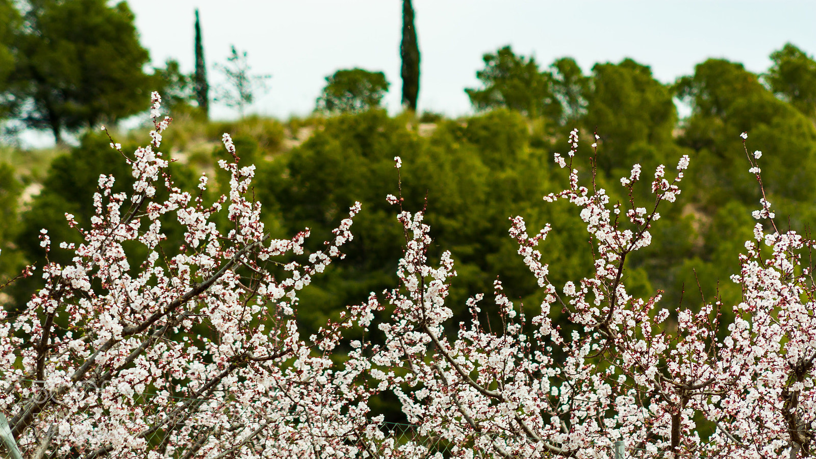 Canon EOS 450D (EOS Rebel XSi / EOS Kiss X2) sample photo. Peach blossom photography