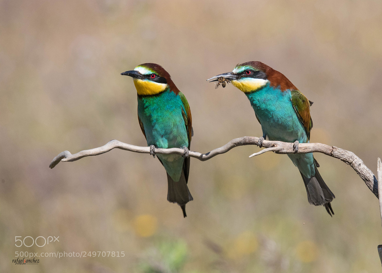 Canon EOS 5D Mark IV sample photo. Abejaruco - bee eater photography