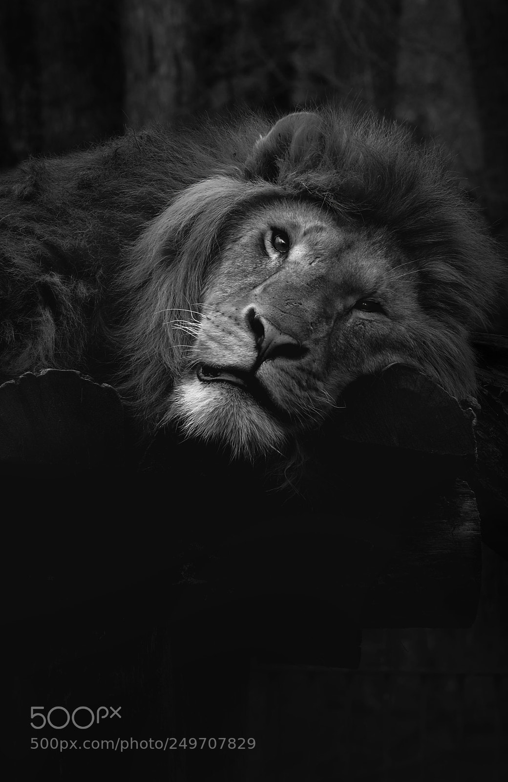 Fujifilm X-T20 sample photo. Lion photography