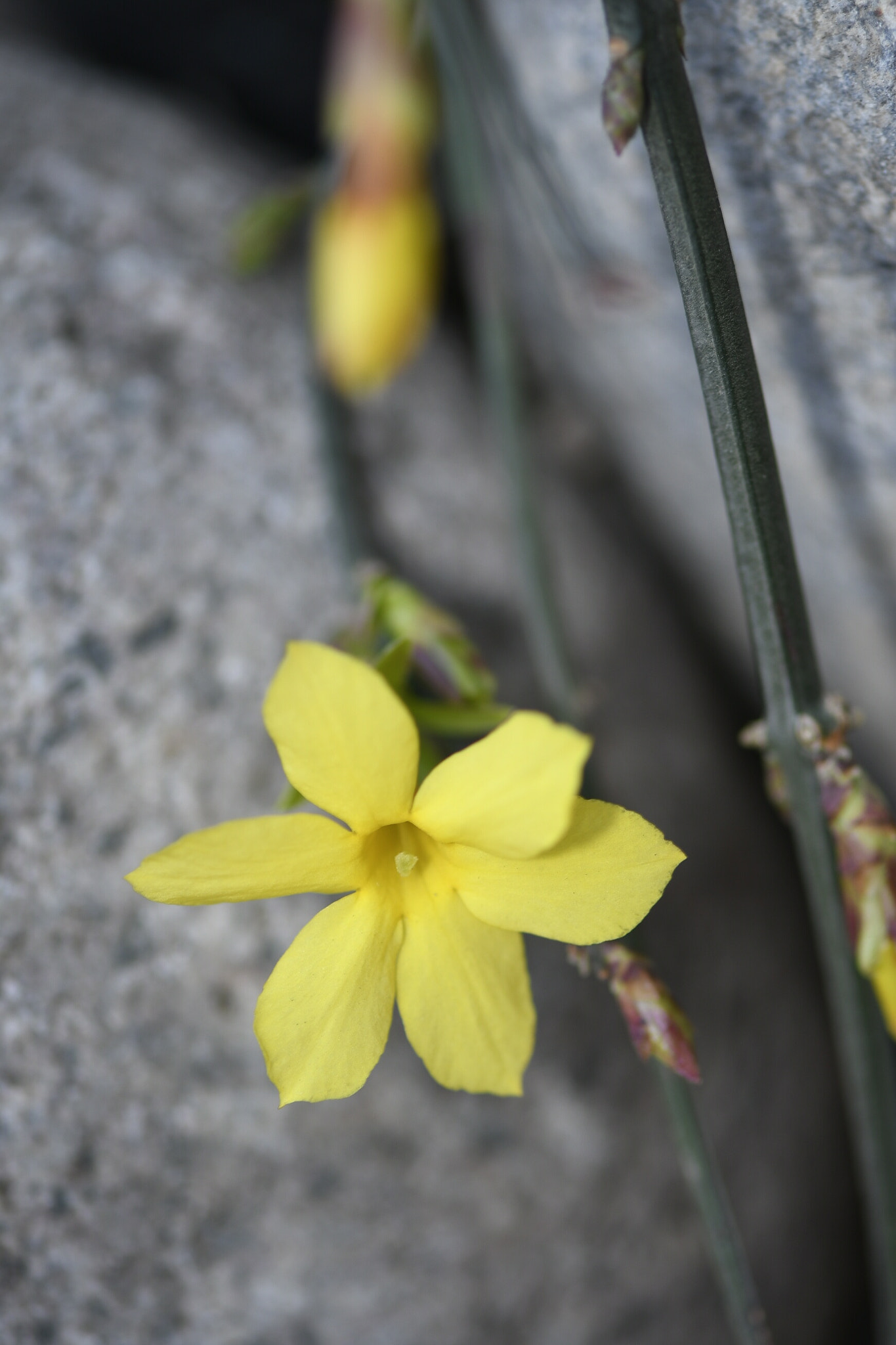 Nikon AF-S Micro-Nikkor 105mm F2.8G IF-ED VR sample photo. Golden jasmine photography