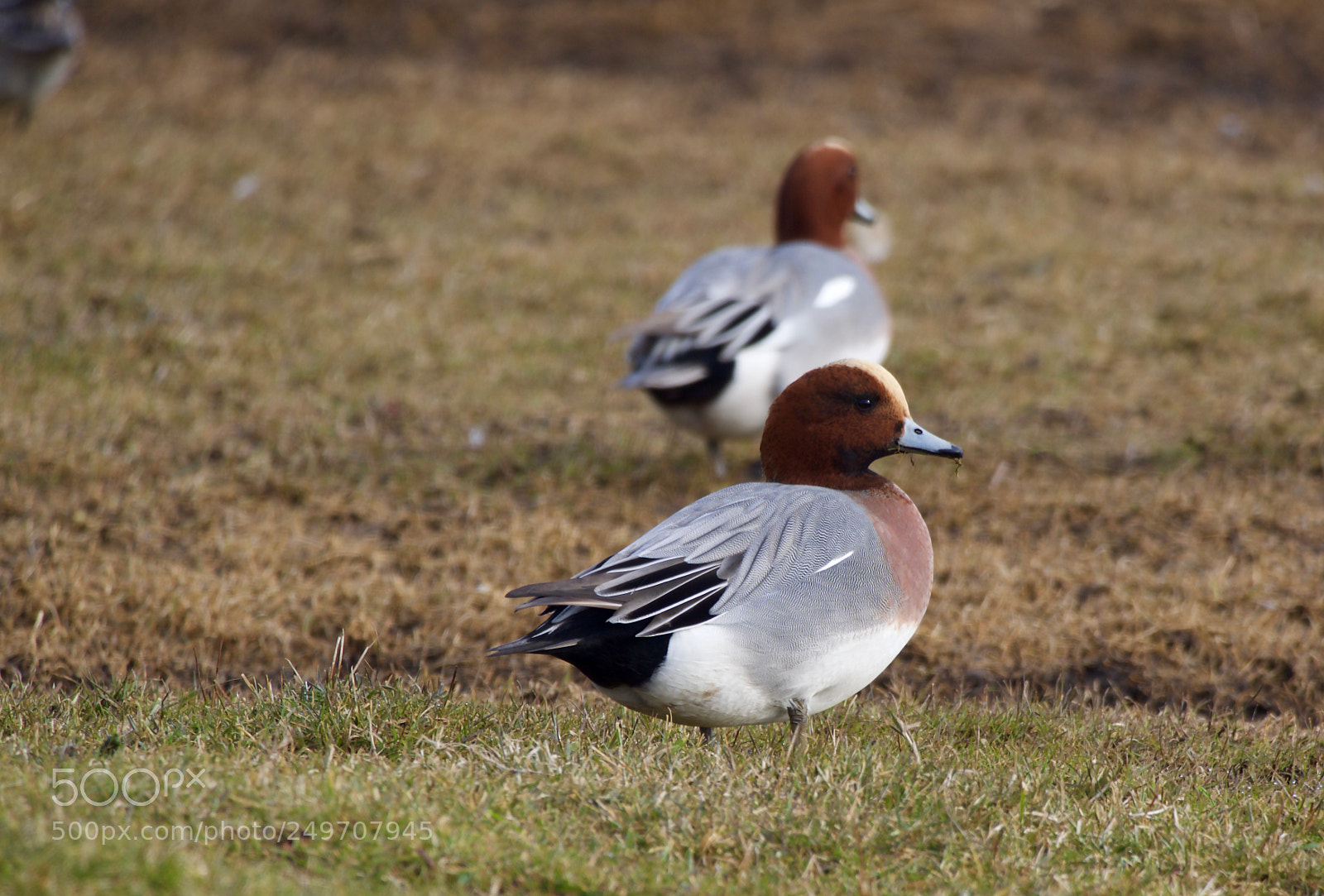 Olympus OM-D E-M10 II sample photo. Duck photography
