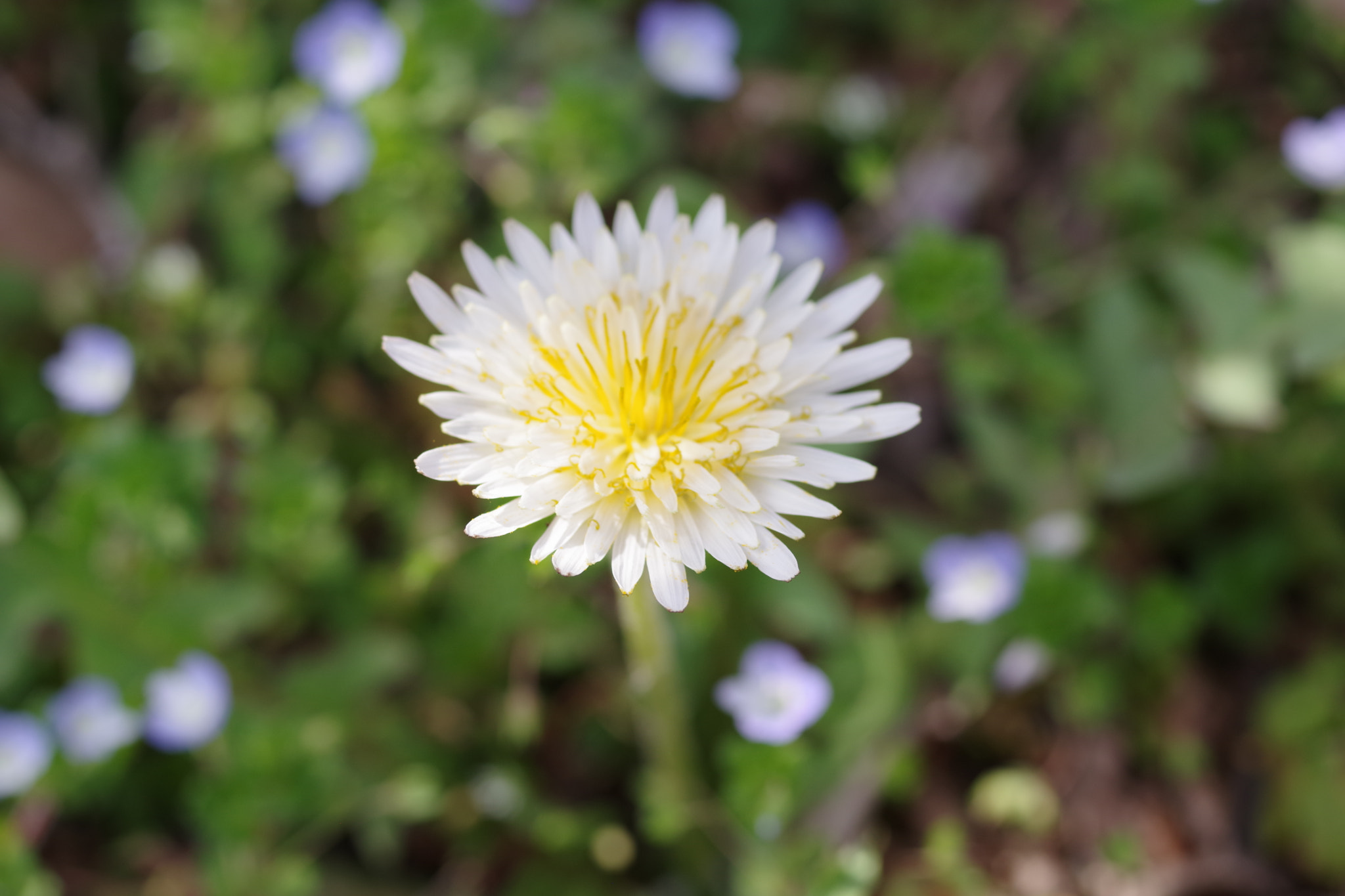 Pentax smc D-FA 50mm F2.8 Macro sample photo