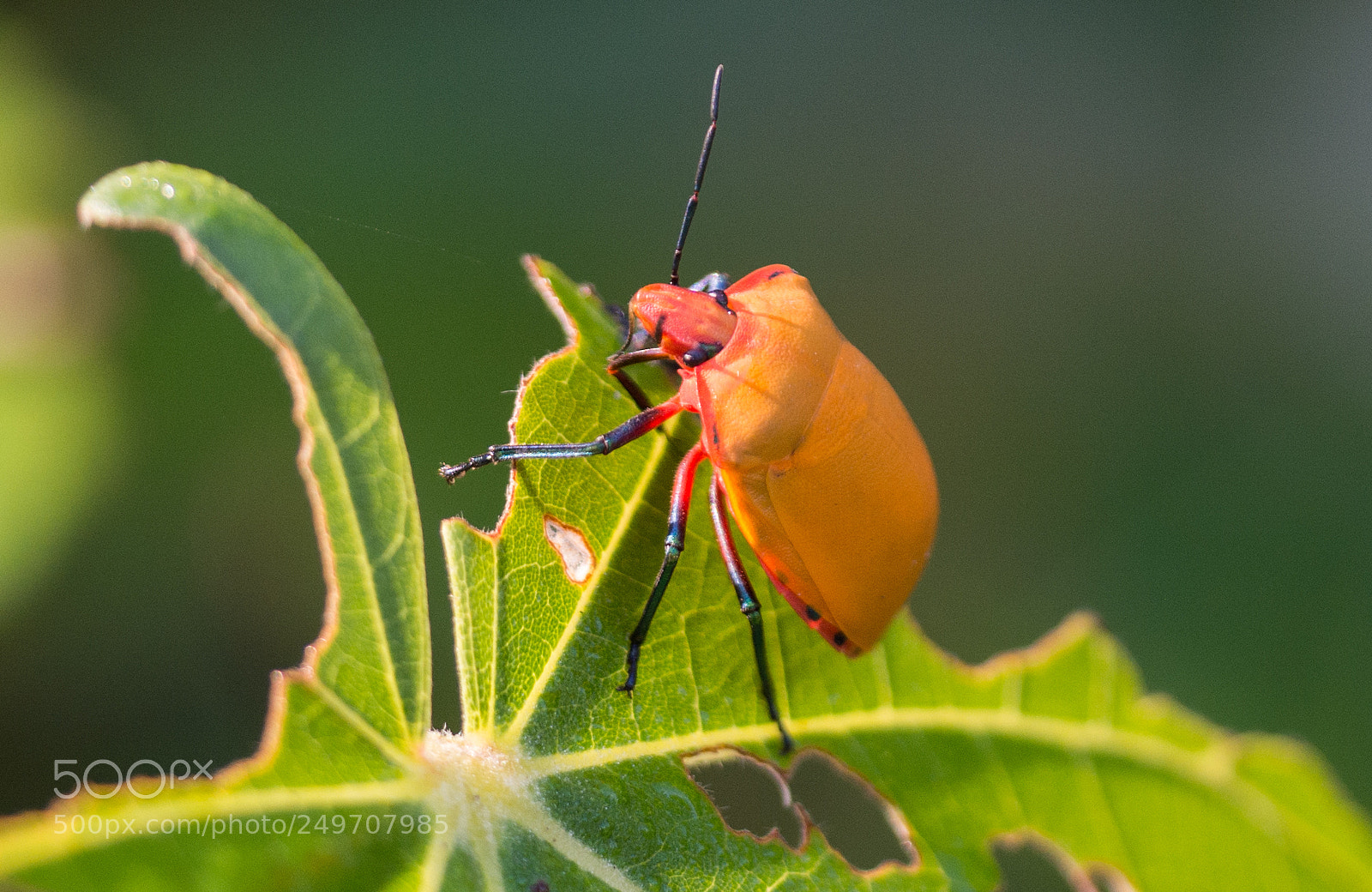 Nikon D7100 sample photo. Stink beetle photography