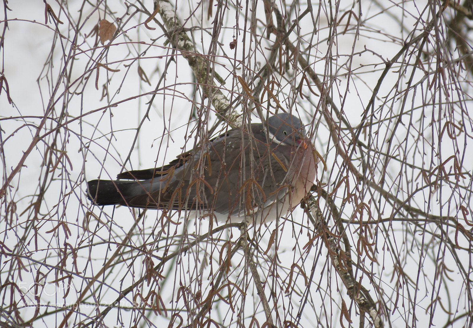 Canon PowerShot SX60 HS sample photo. Behind the curtain ... photography