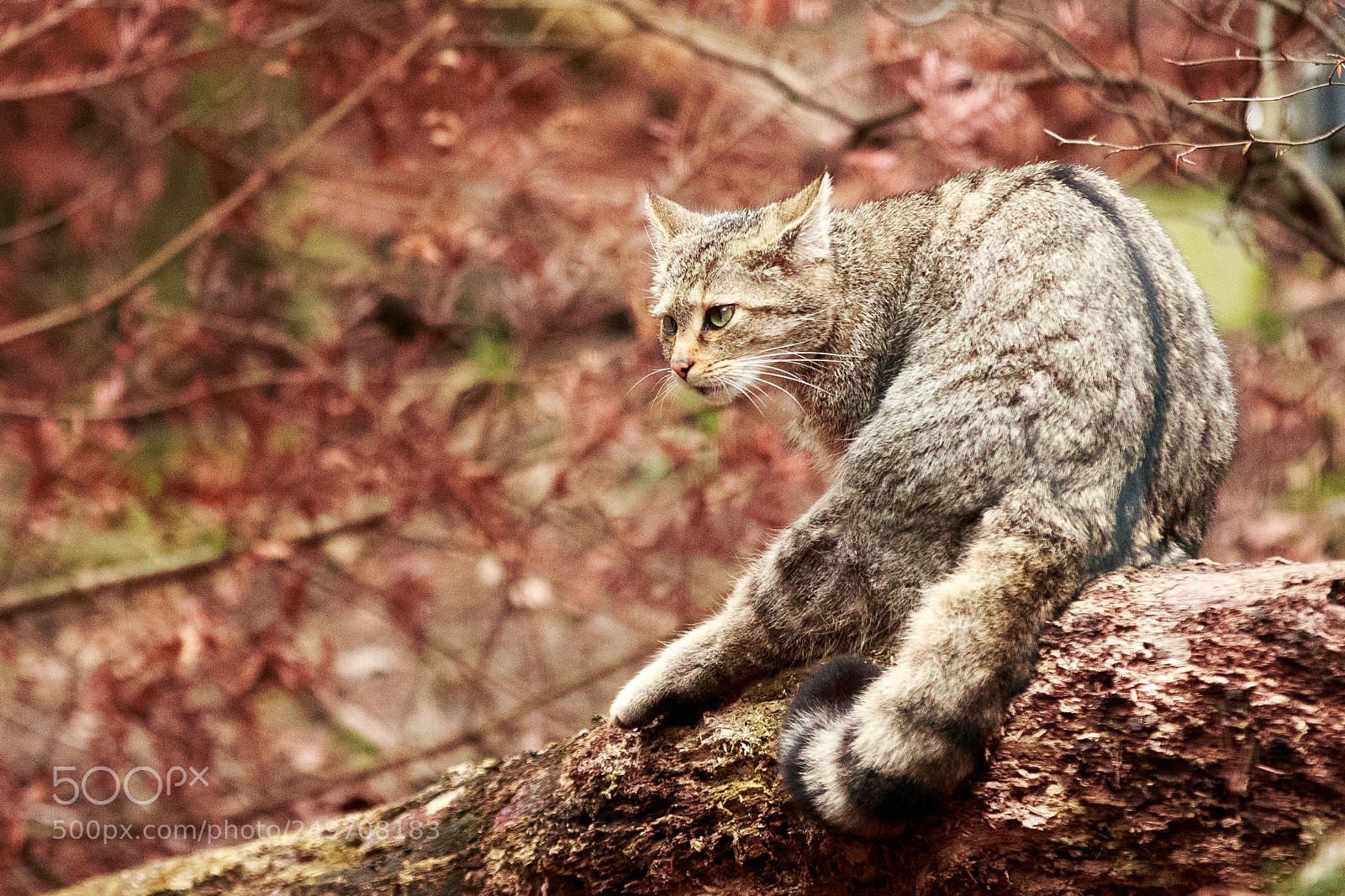 Canon EOS-1D X sample photo. A wildcat photography
